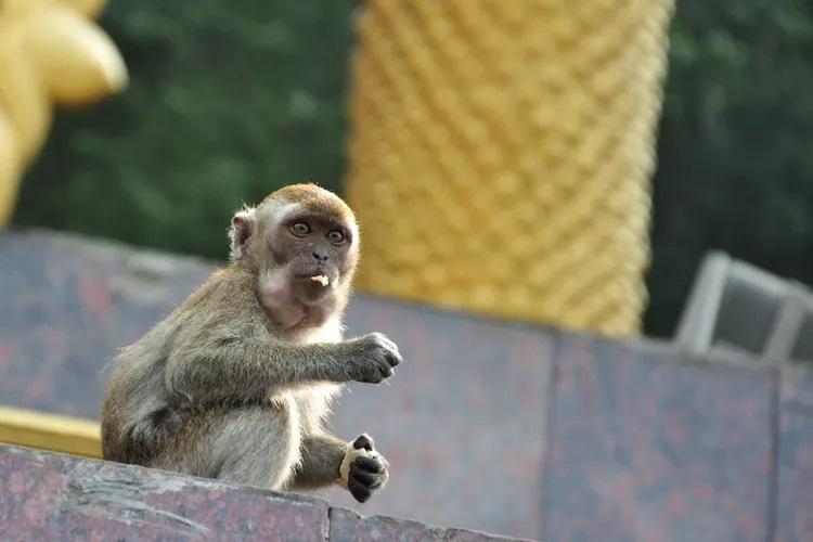 Monkeys Around the Batu Caves
